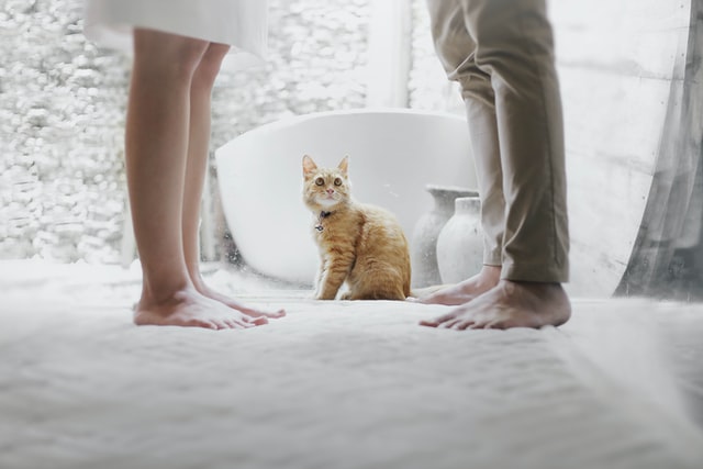 Cat Between Couple - Pet Custody