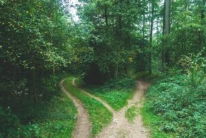 two roads diverged in forest representing legal separation in Texas